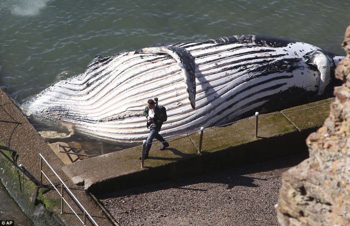 Hiện tại, người ta vẫn chưa đưa xác con cá voi khổng lồ này ra khỏi bể bơi và hy vọng thuỷ triều cuối ngày sẽ dâng xác nó ra ngoài biển và xử lý sau.